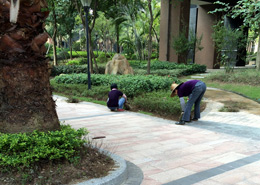 公園綠化養(yǎng)護(hù)